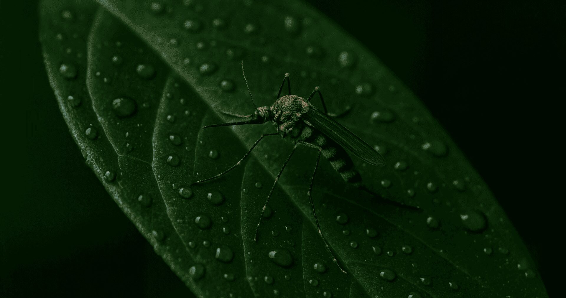 World Mosquito program